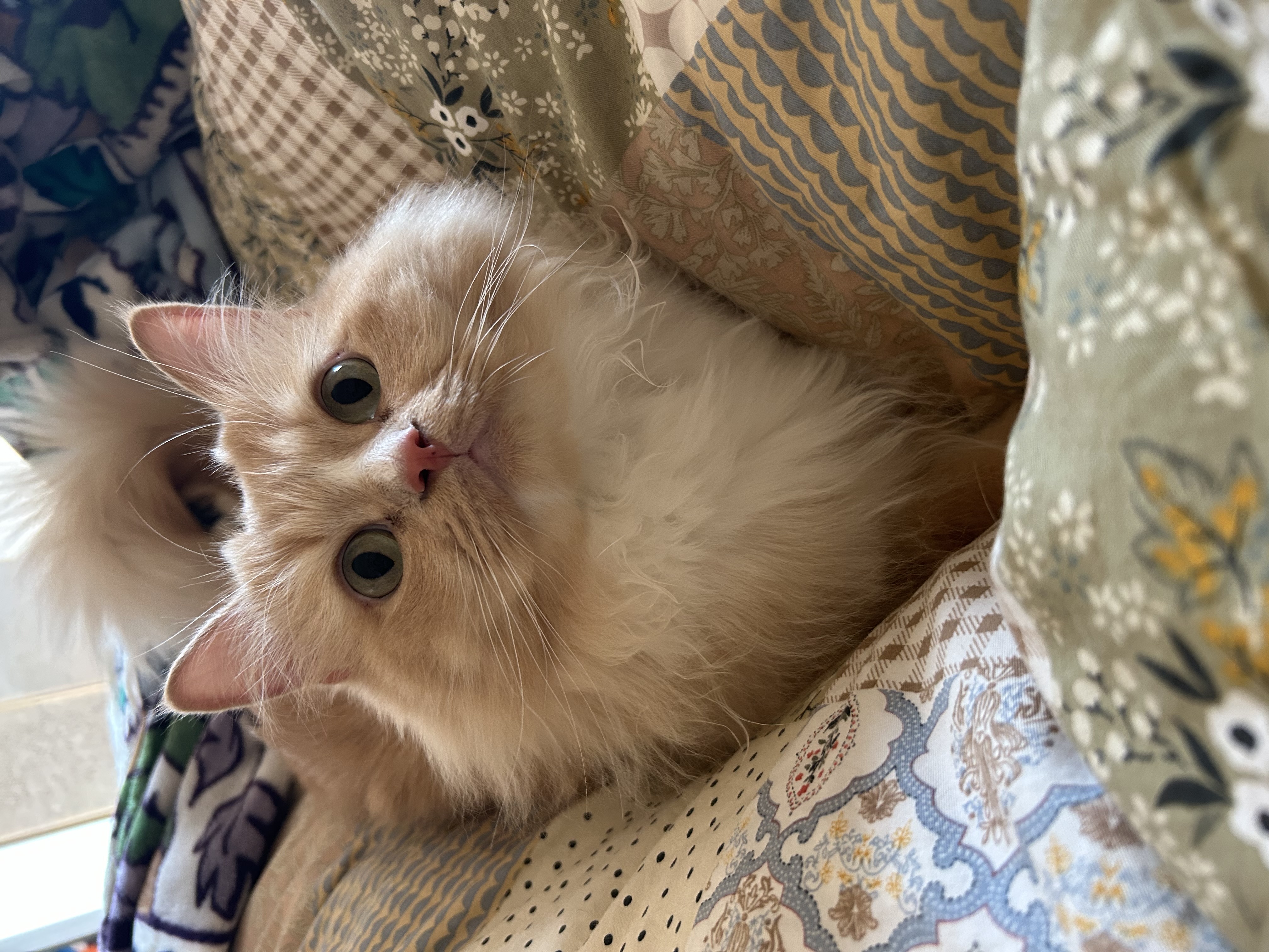 Ivy's fluffy orange cat