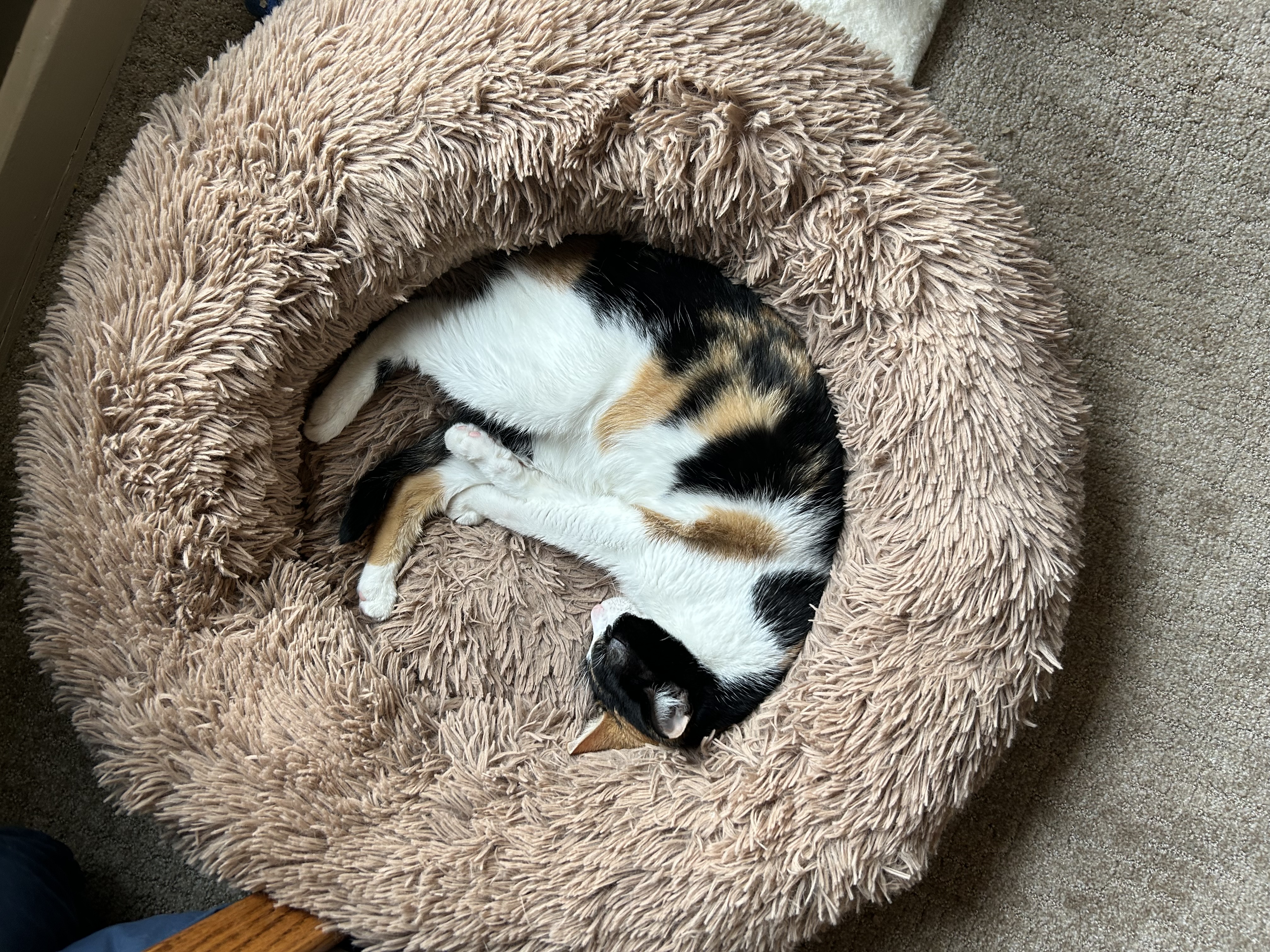 Ivy's calico cat